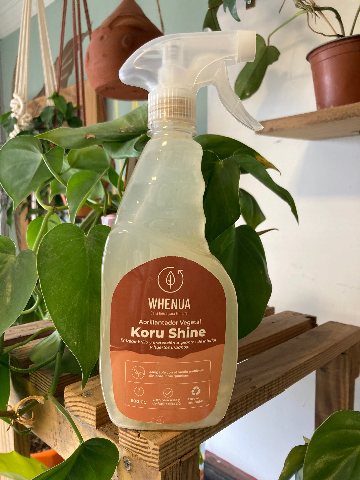 Koru Shine
