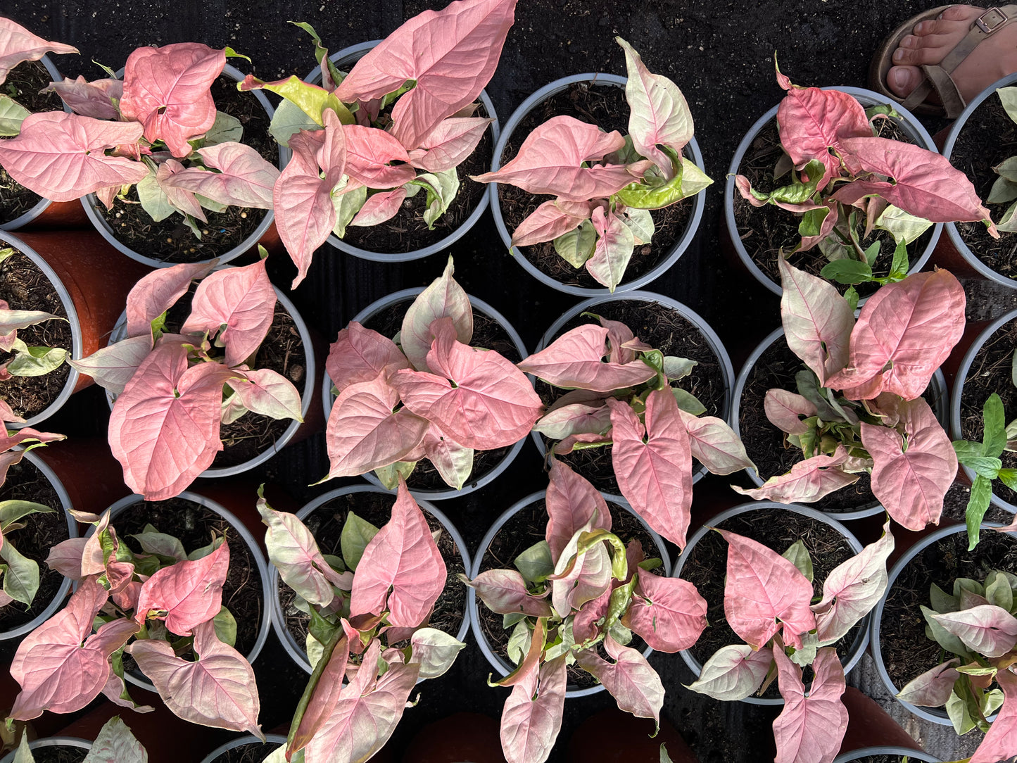 Singonio Neon (rosado)