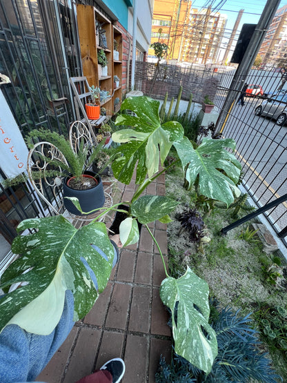 Monstera Variegada Thai Constellation