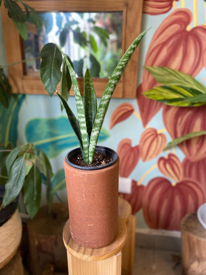 Sansevieria Zeylanca