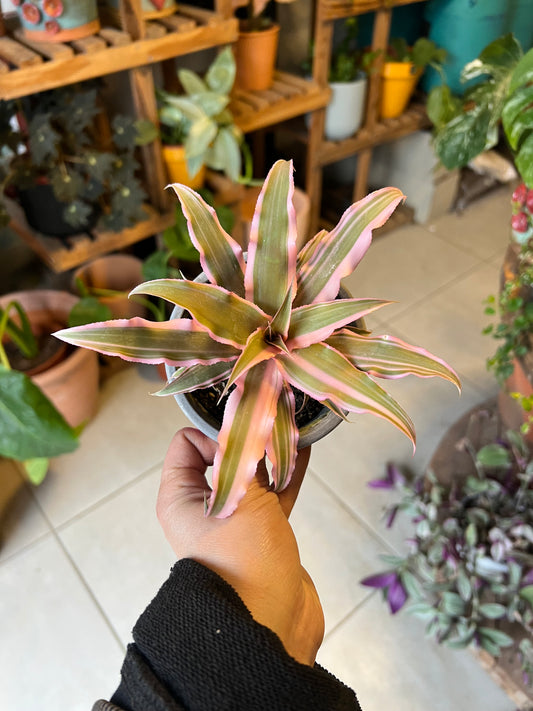 Cryptanthus Pink
