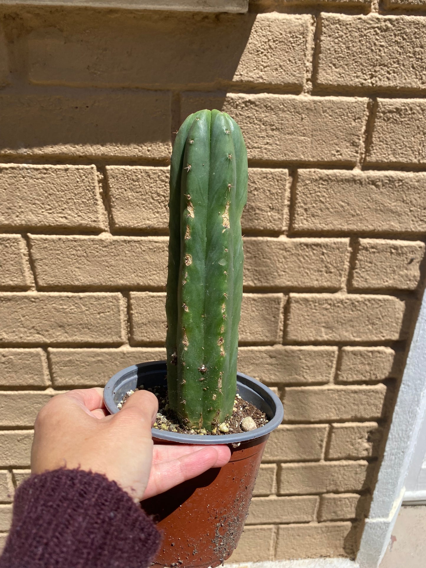 Cactus San Pedro