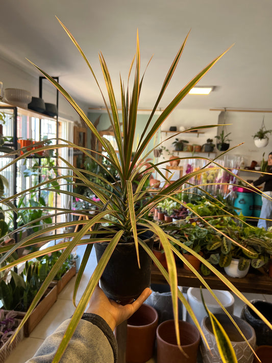 Dracena Marginata Tricolor