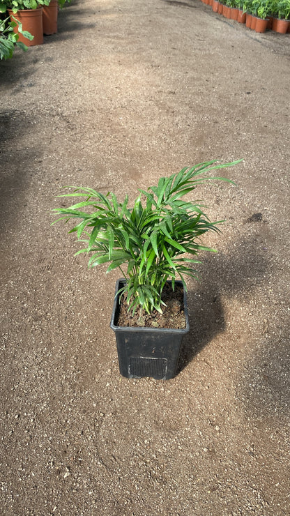 Chamaedorea