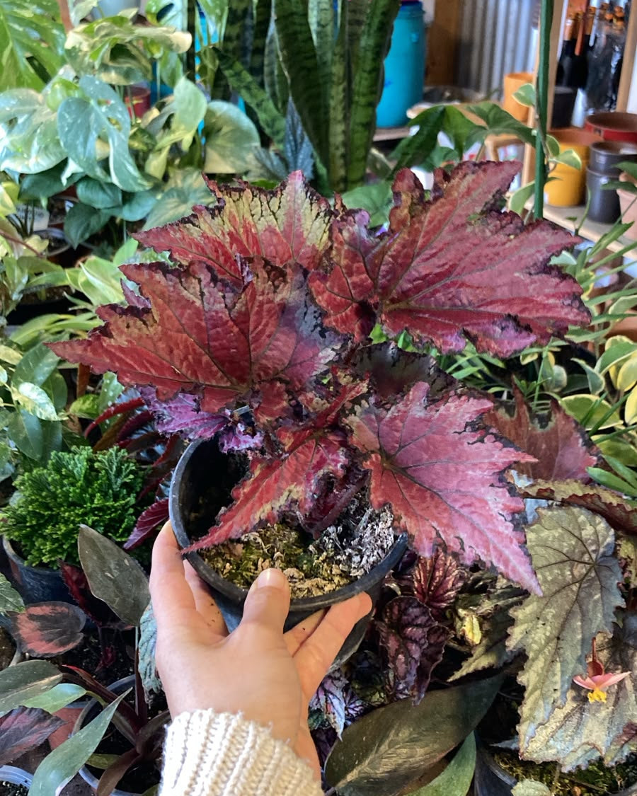 Begonia Rex - Mix
