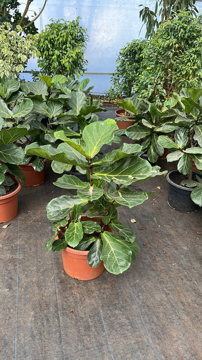 Ficus Lyrata