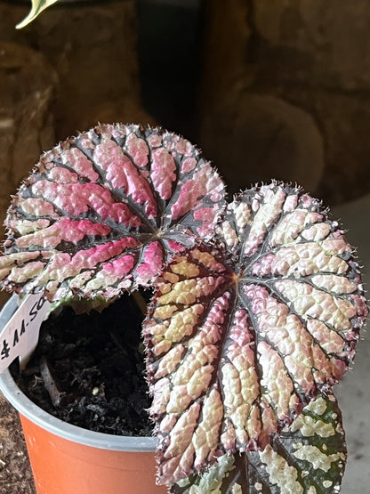 Begonia Rex - Mix
