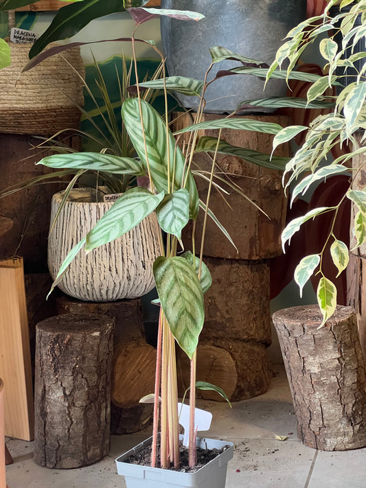 Calathea Ctenanthe Setosa