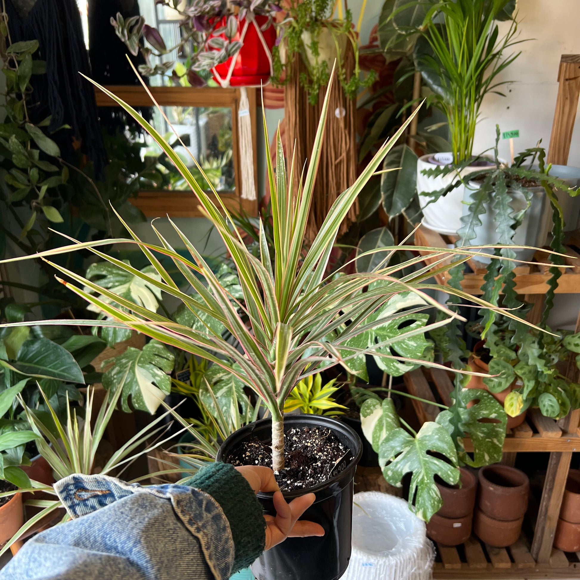 dracaena planta de interior Dracena Marginata Tricolor – La Loca de las Plantas
