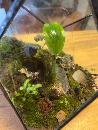 Terrario de Vidrio "Prisma" Mediano