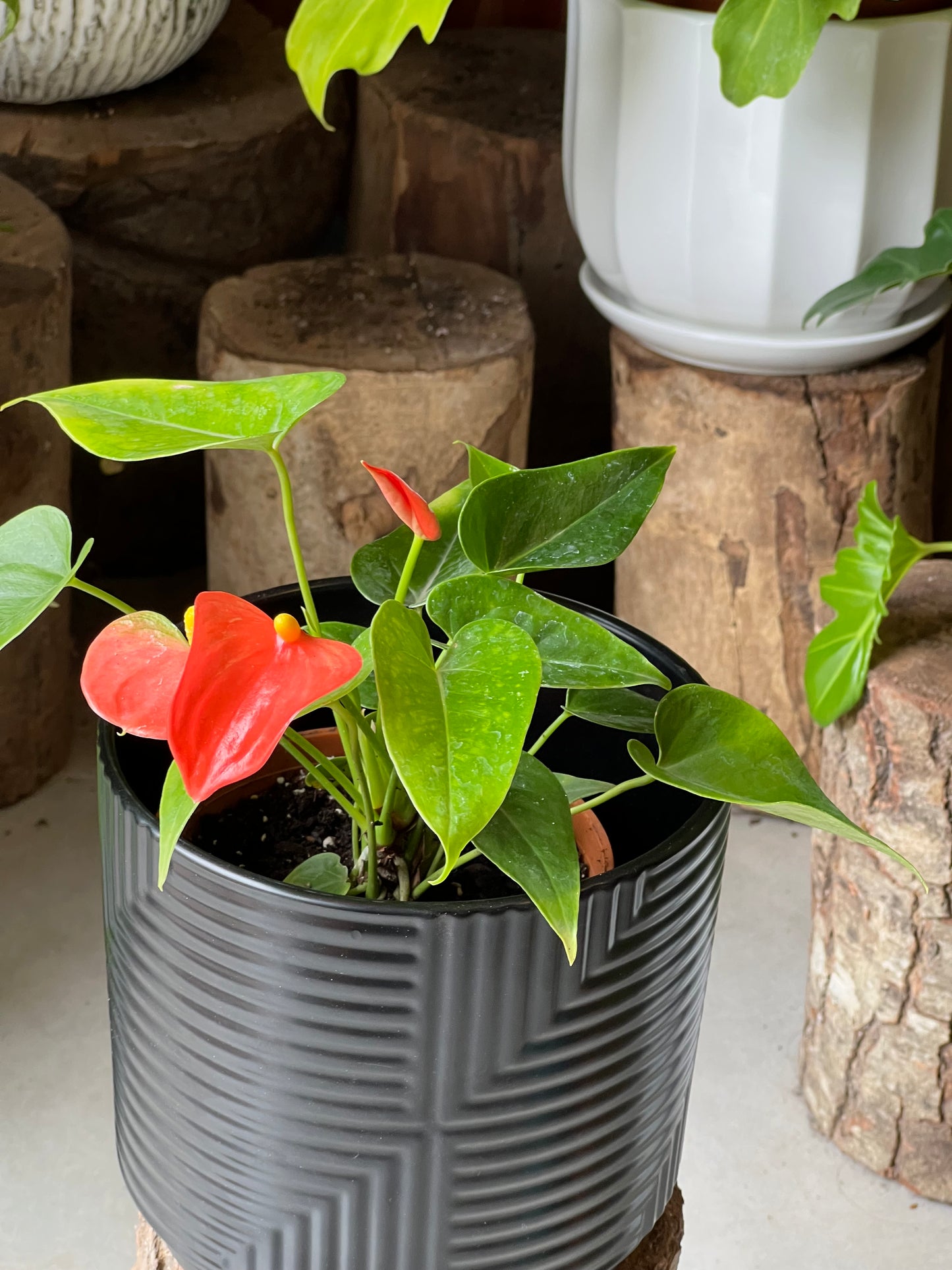 Anturio + Macetero Cerámica