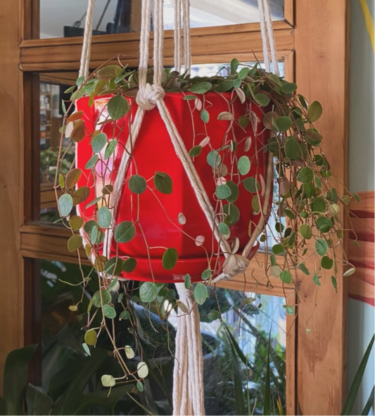 Peperomia Lenteja M