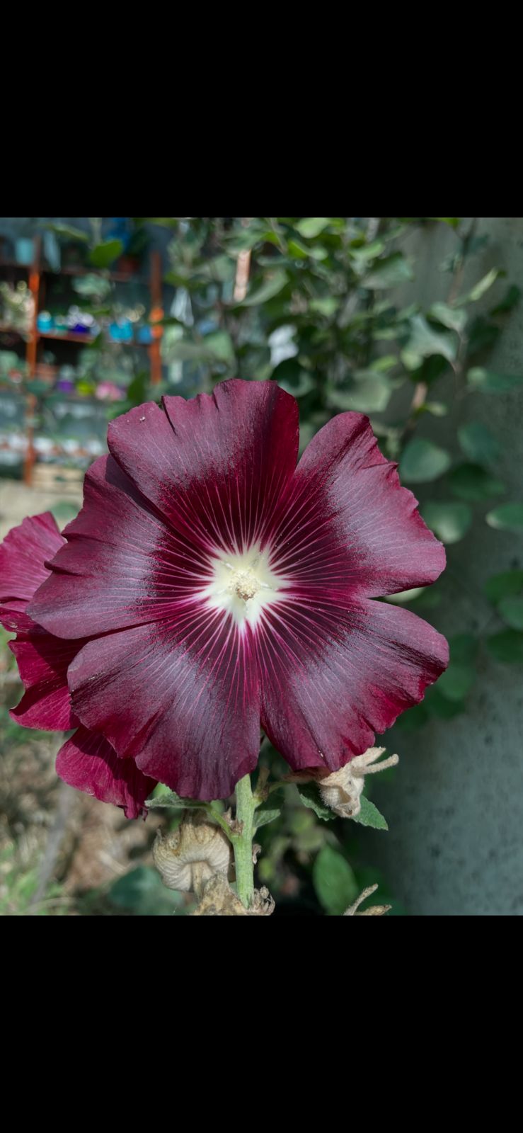 Semillas Agroecológicas - Rose Herbolaria