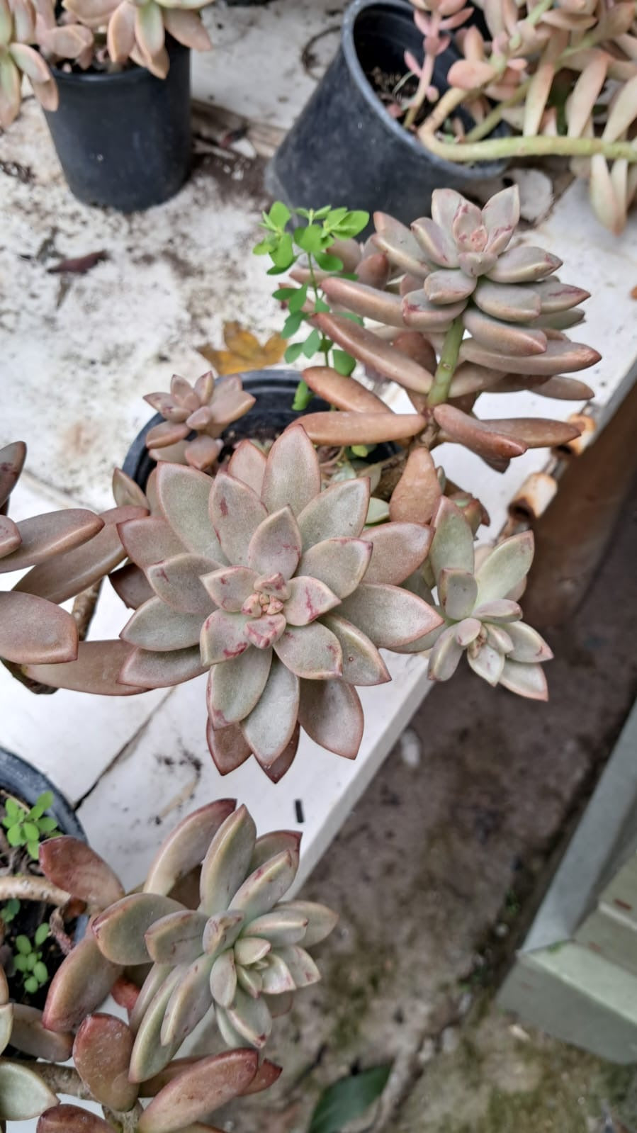 Graptosedum Bronze