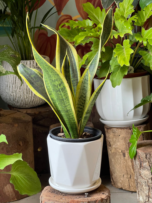 Sansevieria Superba + Macetero Cerámica