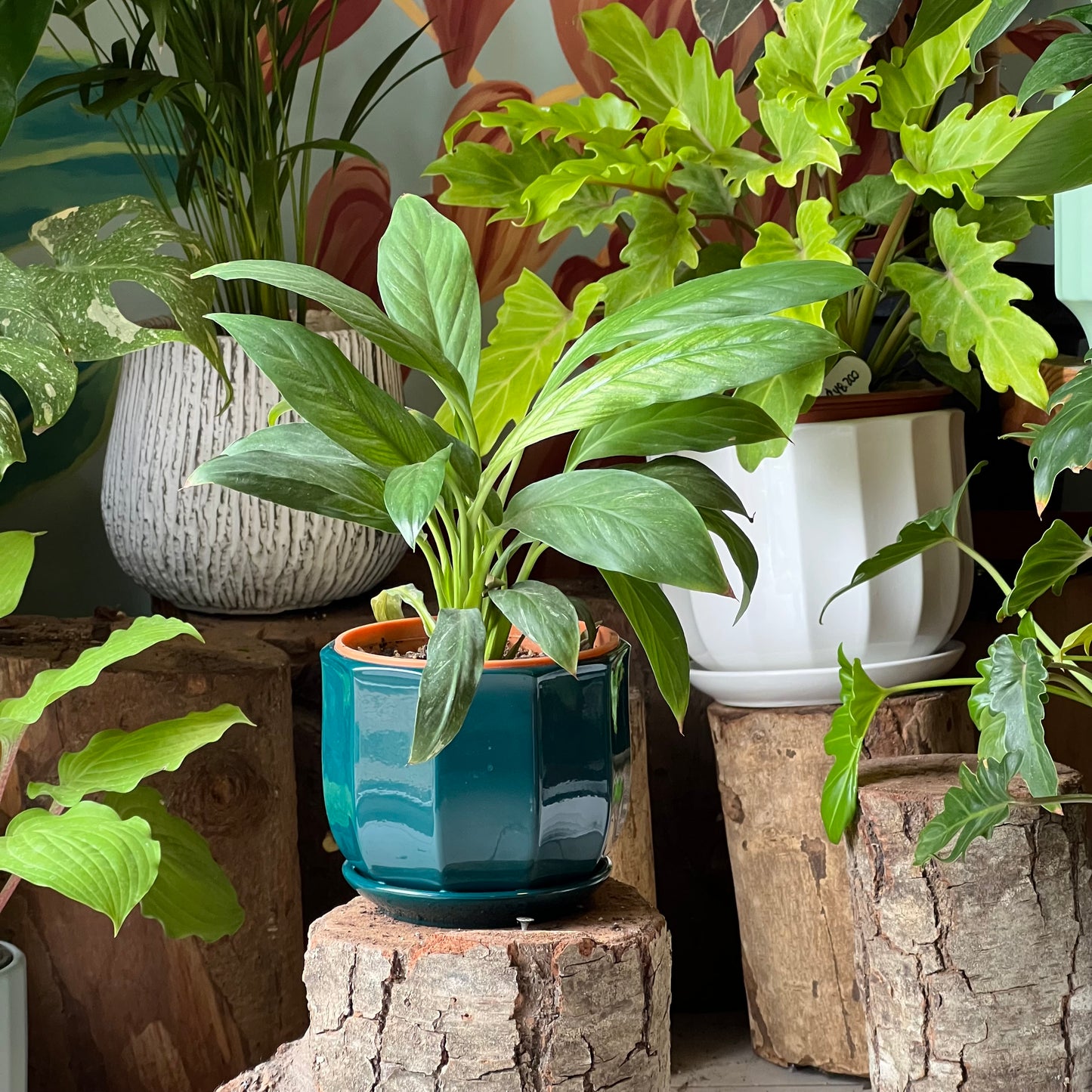 Espatifilio Variegado + Macetero Cerámica