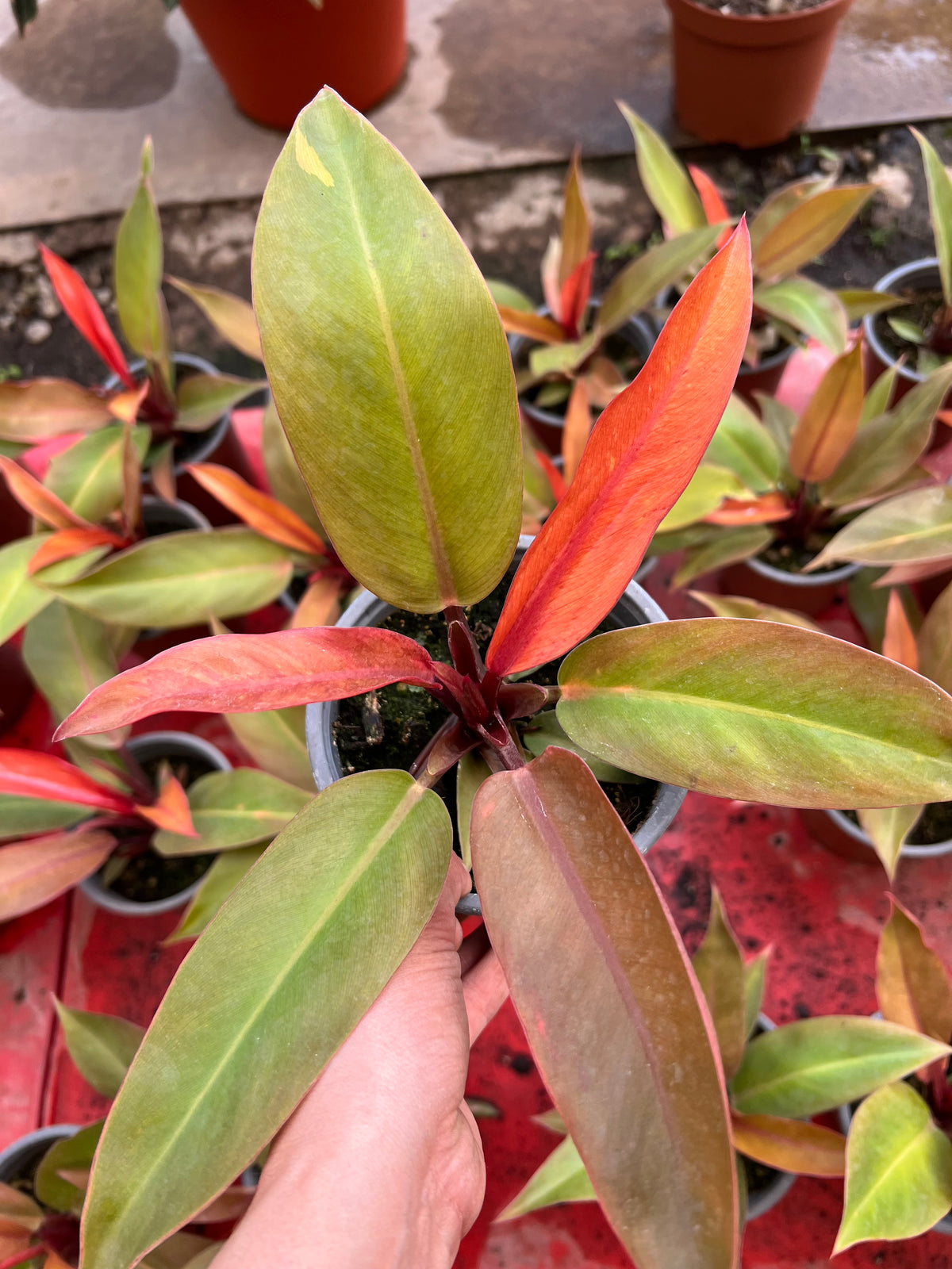 Filodendro Princes Orange