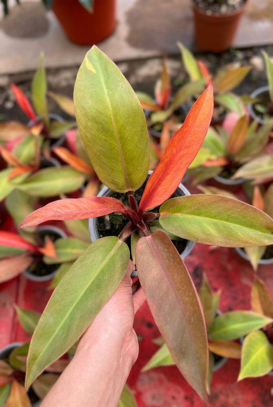 Filodendro Princes Orange