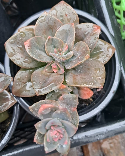 Echeveria Chroma