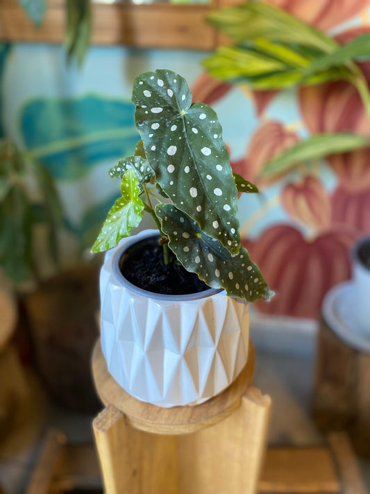 Begonia Maculata S