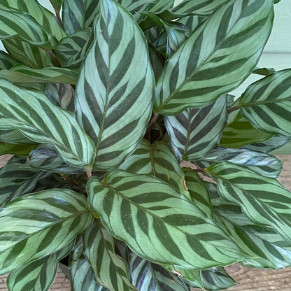Calathea Freddie