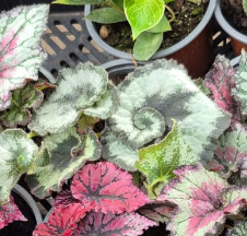 Begonia Rex - Caracol