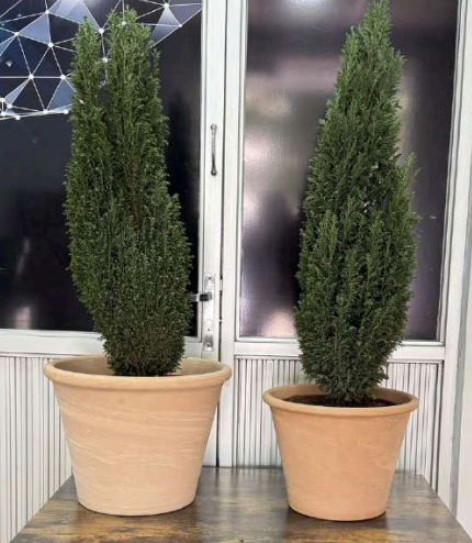 Macetero  "Vasum"