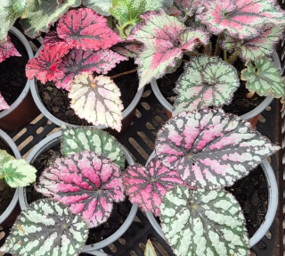 Begonia Rex - Mix