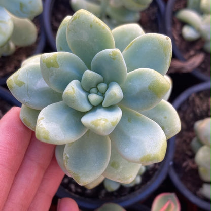 Sedum Treleasei