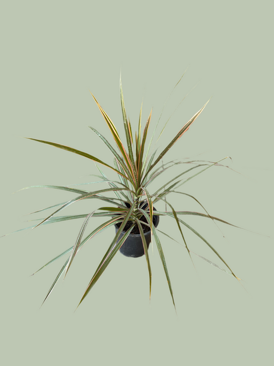 Dracena Marginata Tricolor