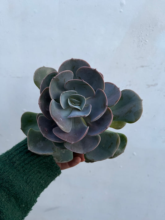 Echeveria Dusty Rose
