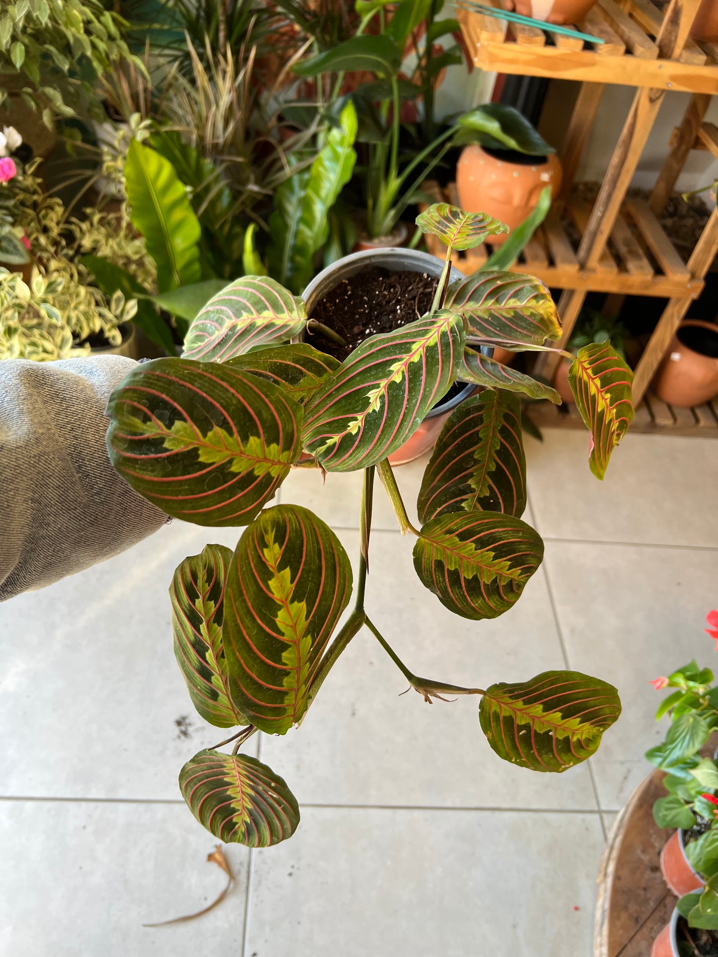 Maranta Leuconeura
