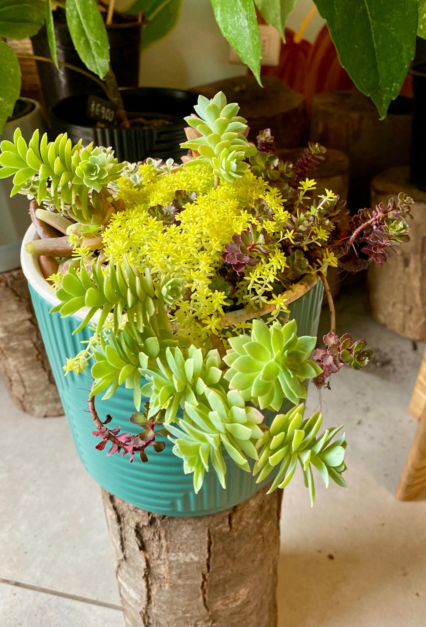 Arreglo De Suculentas