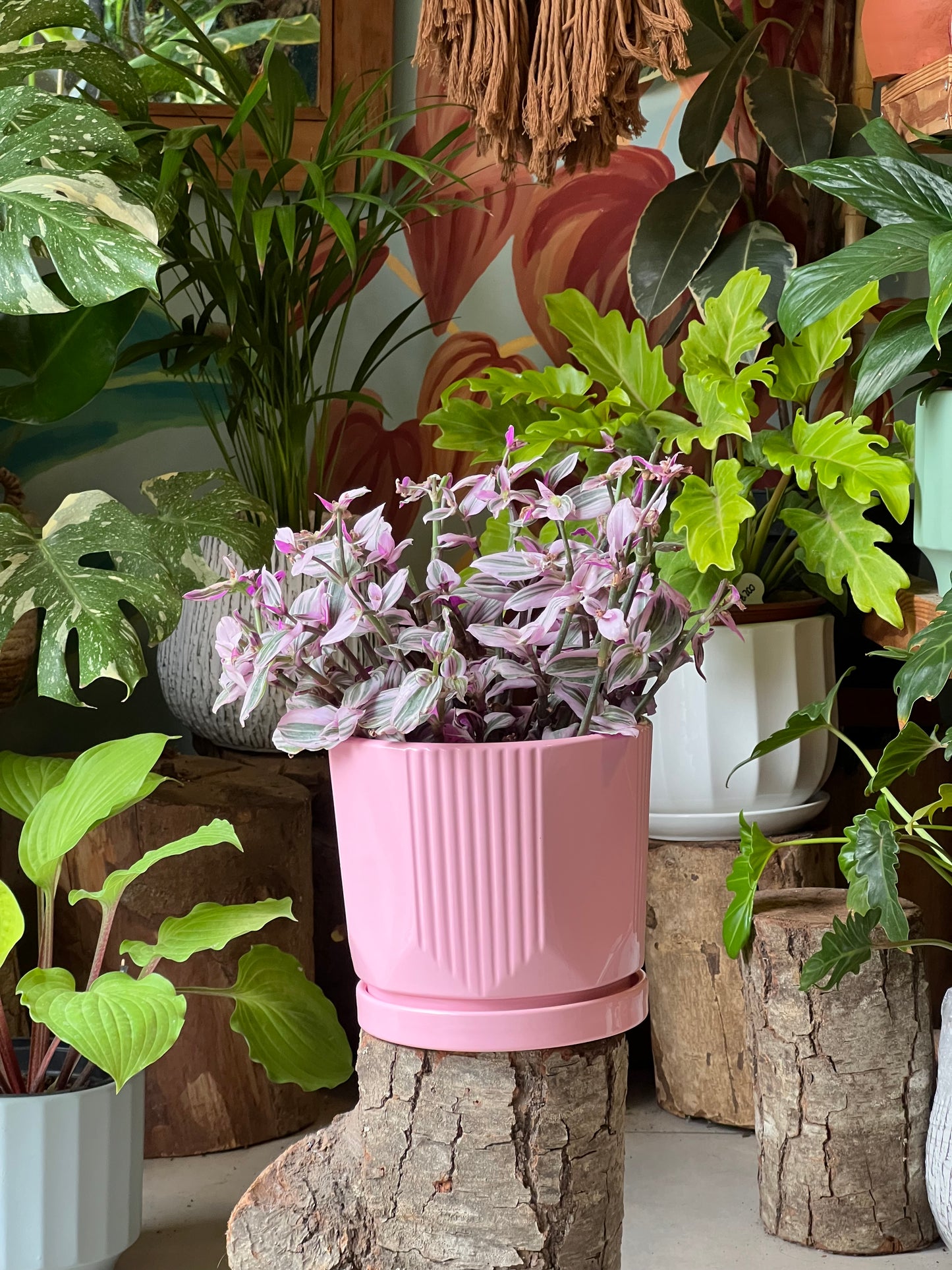 Tradescantia Nanouk + Macetero Cerámica