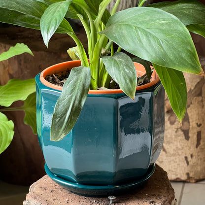 Espatifilio Variegado + Macetero Cerámica