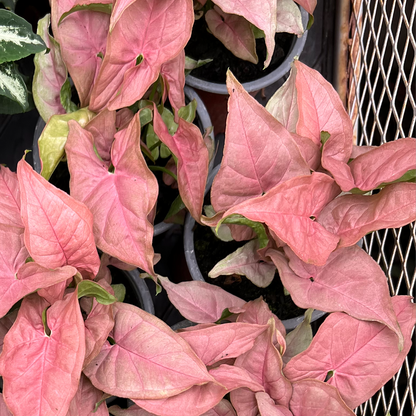 Singonio Neon (rosado)