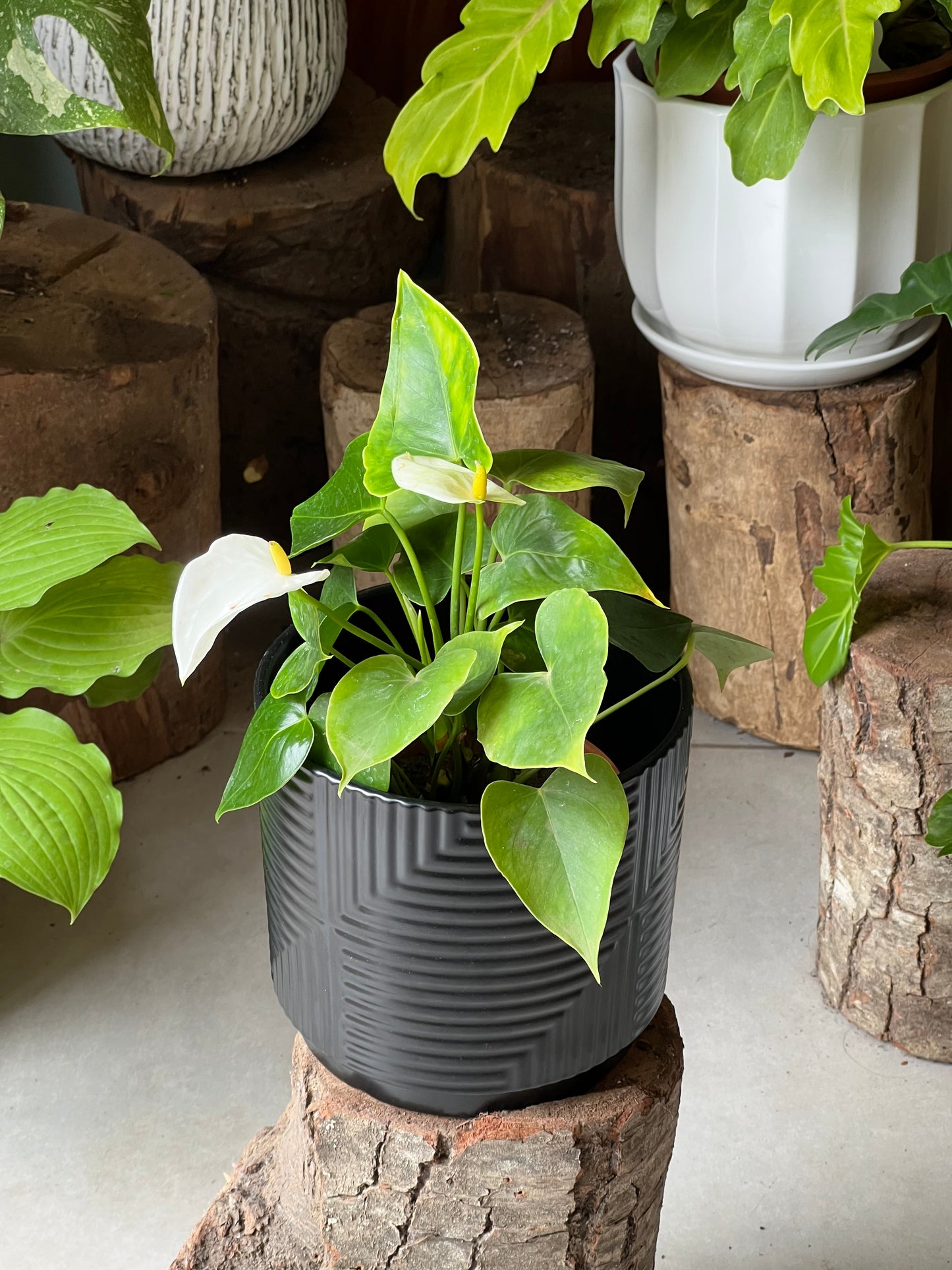 Anturio + Macetero Cerámica