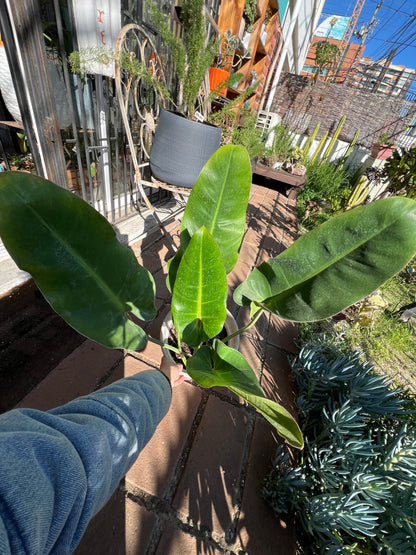 Filodendro Longifolio