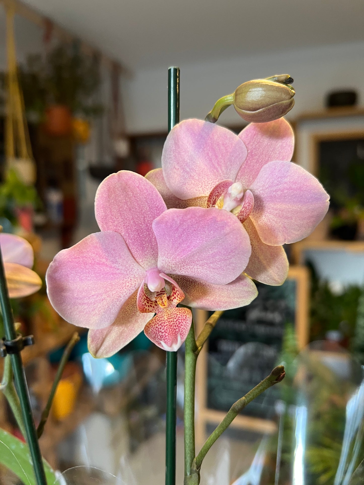Orquidea Phalaenopsis