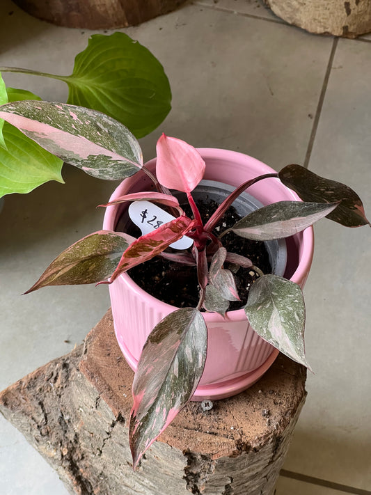 Filodendro Pink Princess + Macetero Cerámica