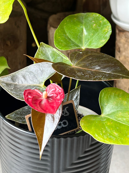 Anturio + Macetero Cerámica