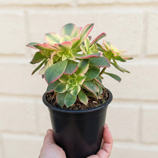 Aeonium Kiwi