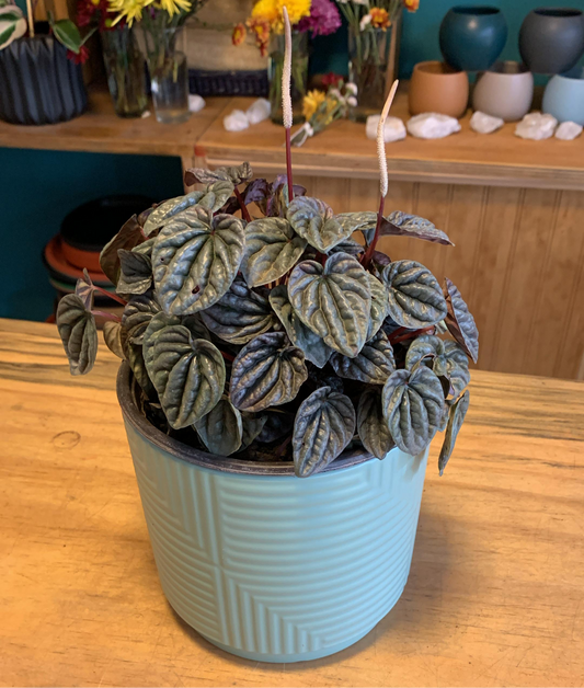 Peperomia Caperata M