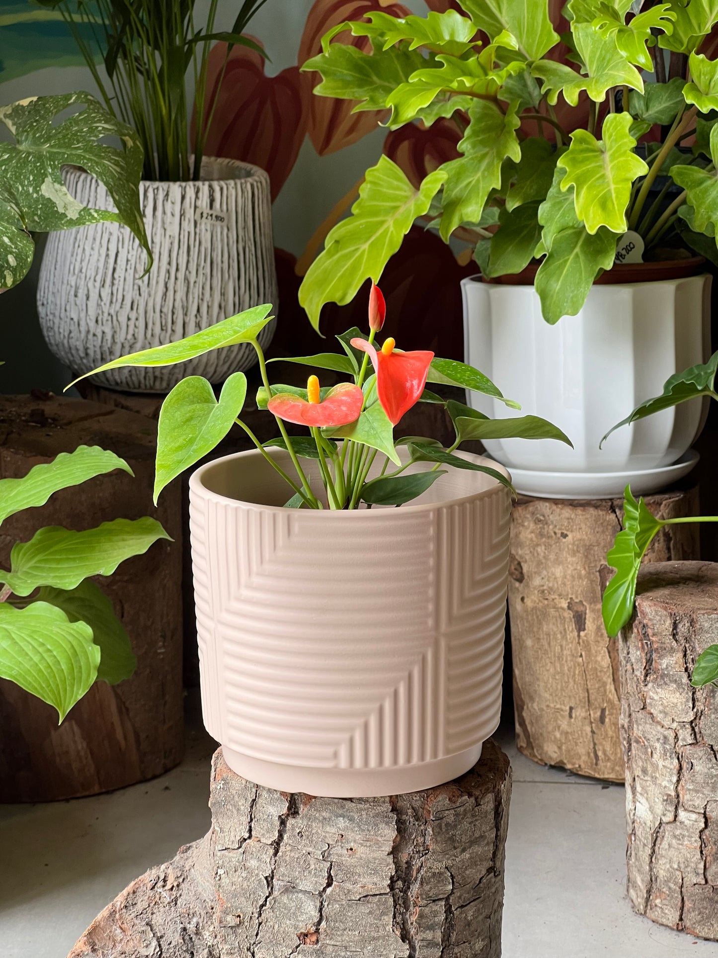 Anturio + Macetero Cerámica