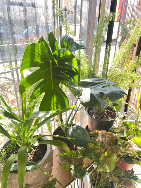 Monstera Deliciosa L