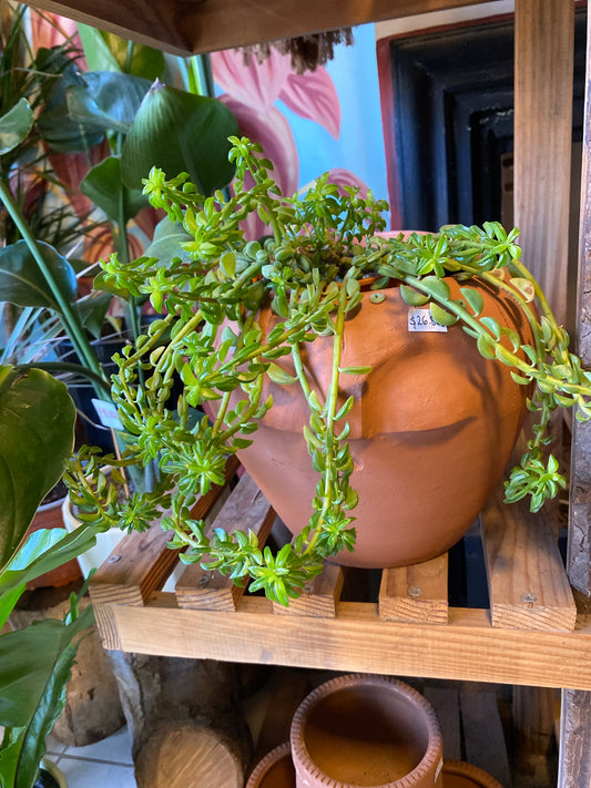 Peperomia Nivalis S
