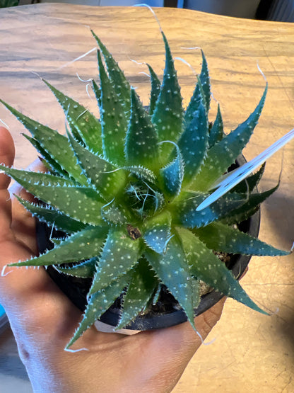 Haworthia
