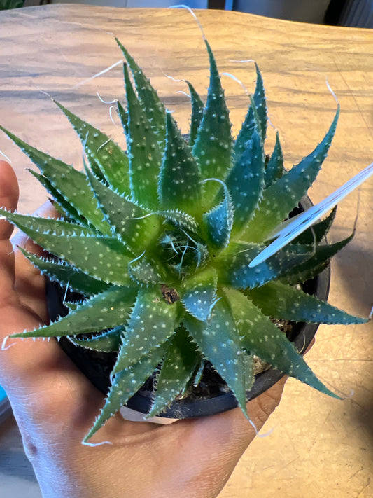 Haworthia