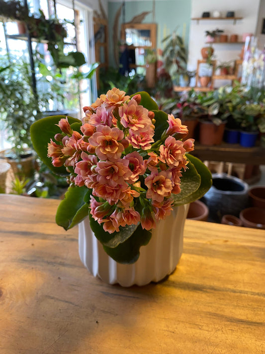 Kalanchoe Happy House