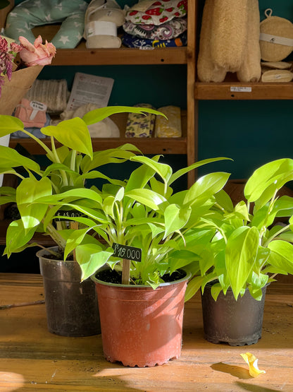 Filodendro Malay Gold